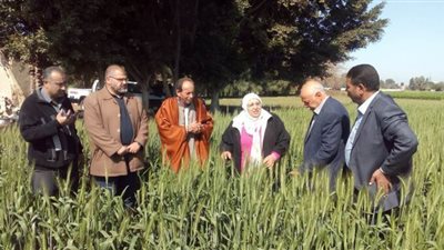 الزراعة تطلق لجان ميدانية لمتابعة حالة محصول القمح في المحافظات