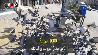 ١٠٠٠ حمامة تزين ميدان العروسة في الغردقة | فيديو وصور