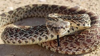 مصرع نجار وطفل رضيع بسبب 