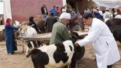 تحصين 44 ألف رأس ماشية ضد الجلد العقدي وجدري الضأن ببني سويف