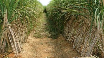 برلماني: استجواب وزير الزراعة قريبا بسبب الـ30 جنيها زيادة في سعر طن قصب السكر