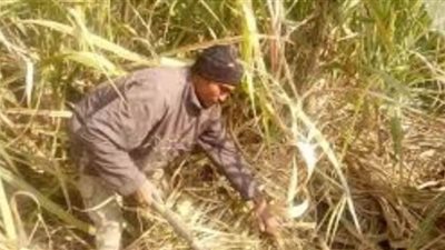 نائب: الأسعار المتدنية للمحاصيل كقصب السكر تحبط الفلاح وتجعله يهجر أرضه