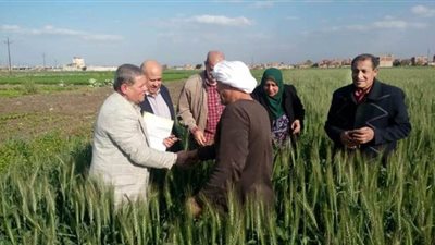 رئيس الحملة القومية للقمح: محصول القليوبية مطمئن وخالٍ من الصدأ