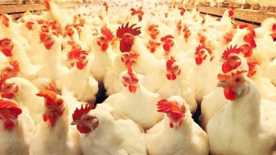 تعرف على أسعار الدواجن داخل الأسواق