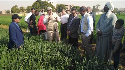 حزين: مبادرة توحيد الحيازات المفتتة تقلل فواقد محصول القمح وتحد من هدر مياه الري