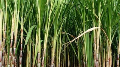 برلماني يتقدم بمذكرة لرئيس الوزراء بشأن مشكلات محصول قصب السكر