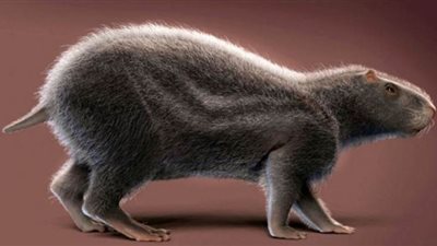 فوكس نيوز: اكتشاف حفريات تعود لفأر بحجم الإنسان في جنوب أمريكا | صور