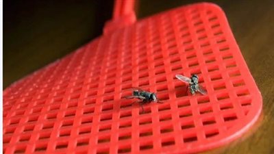 تفسير رؤية الذباب في المنام