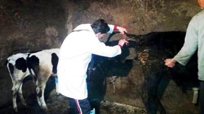 تحصين 35361 ألف رأس ماشية من مرض «الجلد العقدي» في الشرقية | صور