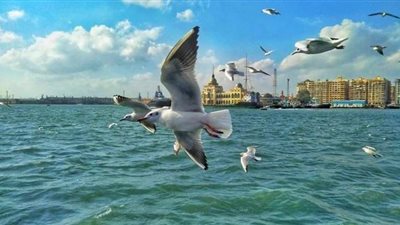 المدينة الباسلة في 50 صورة.. بورسعيد تنضم لهاشتاج #إتصور_كأنك_في_أوروبا