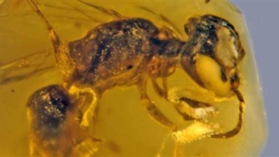 العثور على أقدم نحلة في التاريخ عمرها 99 مليون عام