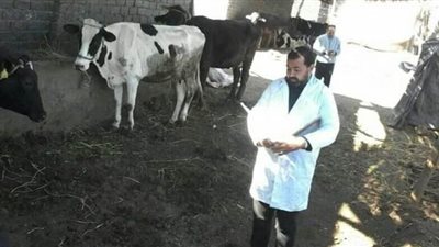 تحصين 101 ألف و296 رأسا من الأبقار والأغنام  ضد مرض التهاب الجلد العقدي وجدري الأغنام بالمنوفية