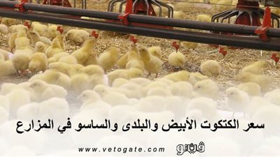 سعر الكتكوت الأبيض والبلدى والساسو في المزارع