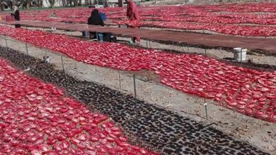 الزراعة تعلن عن مشروع تجفيف الطماطم بالأقصر بالتعاون مع برنامج الغذاء العالمى