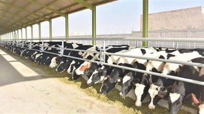 في ٤٠ يوم.. تحديث ٥ مزارع إنتاج حيواني تابعة لوزارة الزراعة