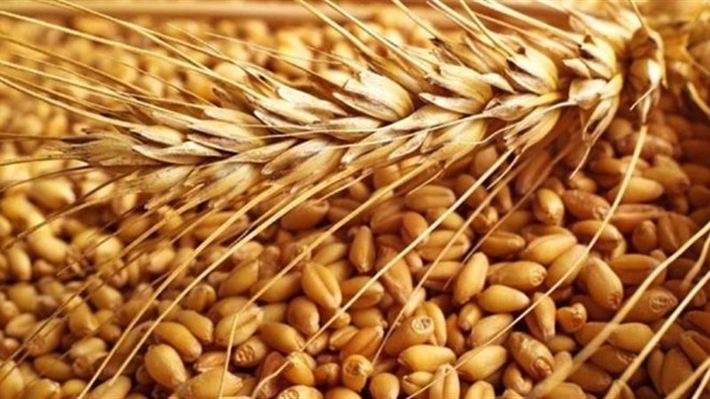 قمح - أرشيفية
