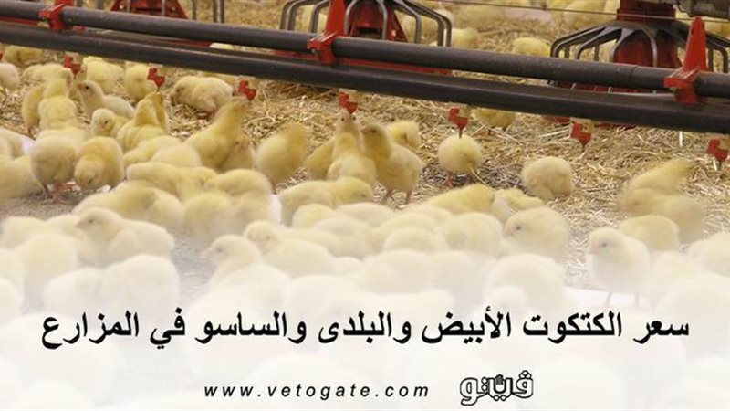 فيتو