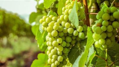 تفسير حلم رؤية العنب الأخضر للرجل والعزباء والمتزوجة والحامل