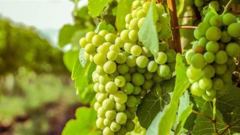 تفسير حلم رؤية العنب