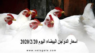 اسعار الدواجن البيضاء اليوم 2020/2/20