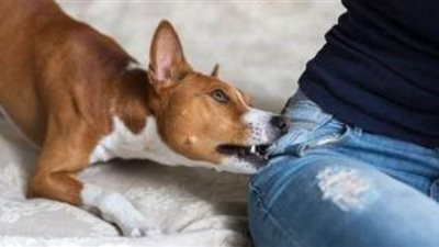 كلب يعقر 5 أشخاص بالإسكندرية