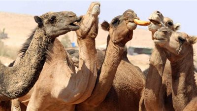 مشهد نادر.. مئات الإبل تمر بقلب العاصمة الليبية | فيديو