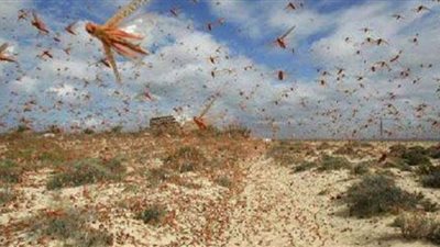 الجراد يغزو المملكة العربية السعودية وسط تحذيرات من تناوله
