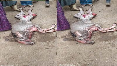 عجل برأس خروف يثير الجدل على مواقع التواصل في الغربية | صور