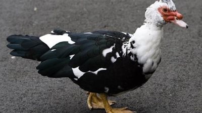 محافظة البحيرة تكشف تفاصيل حصول الشباب على قرض البط المسكوفي