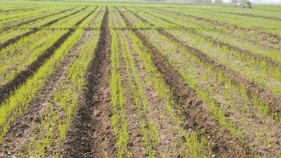 زراعة 18 ألف فدان قمح زيادة عن المساحة المستهدفة بالبحيرة