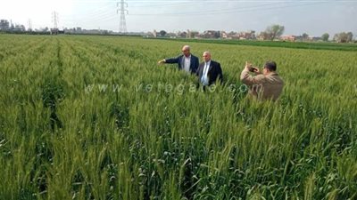 زراعة القليوبية: زراعات القمح والبصل خالية من أية إصابات