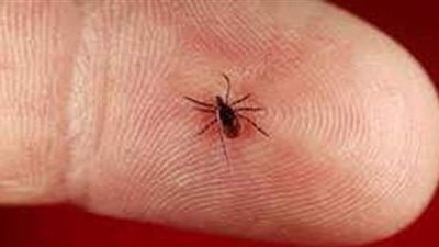 ما هو مرض لايم.. الأسباب والأعراض والعلاج