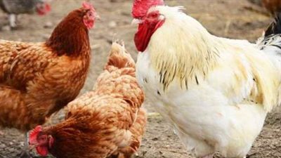 أسعار الدواجن اليوم الثلاثاء 2-3-2021 في مصر