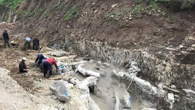 عمرها 20 مليون عام.. اكتشاف شجرة متحجرة كاملة في جزيرة ليسبوس باليونان