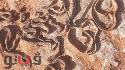 التنمية المستدامة: 20% من آبار مطروح القديمة تحتوي على ثعابين سامة