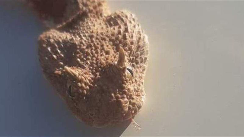 أفعى بمطروح