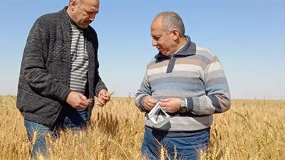 الزراعة تتابع تجهيز وإعداد وجودة التقاوى بشرق العوينات والخارجة والداخلة بالوادي الجديد