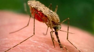 أعراض مرض الملاريا وعلاجه