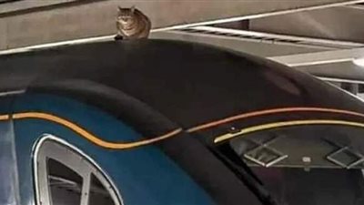 تغيير مسار رحلة قطار في بريطانيا بسبب قطة عنيدة أبت النزول