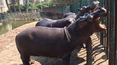 محمد رجائي: نحتاج 300 مليون جنيه لتطوير حديقة الحيوان | فيديو