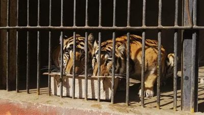 رئيس حديقة حيوان الجيزة: 10 ملايين جنيه تكلفة غذاء الحيوانات سنويا | فيديو