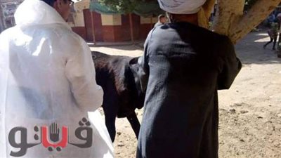 تحصين 100 ألف رأس ماشية ضد الحمى القلاعية والوادي المتصدع ببني سويف