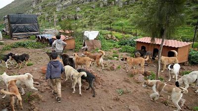 حسين حمزة.. لبناني يهب حياته لـ 350 كلباً