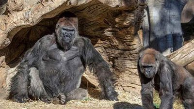 خوفا من كورونا.. حملة تلقيح تجريبية بحديقة حيوانات أمريكية