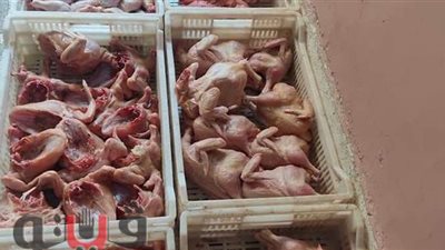 ضبط مجزر دواجن بدون ترخيص في الإسماعيلية | صور