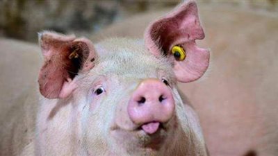 حمى الخنازير الأفريقية تتفشى في إقليمين صينيين