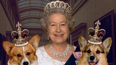 كلبان كورجي.. هدية للملكة إليزابيث بعد وفاة أحد كلابها