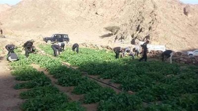 إبادة 85 مزرعة لنبات البانجو في جنوب سيناء