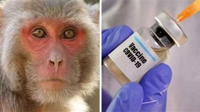 صمم خصيصا للحيوانات.. سان دييجو الأمريكية تطعم القرود ضد كورونا