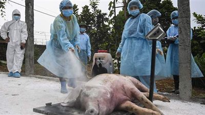 بعد تفشيه بالصين.. كل ما تريد معرفته عن حمى الخنازير الإفريقية التي تهدد العالم
